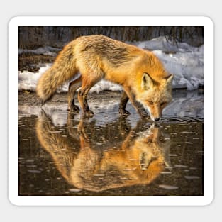 Red Fox in Water Sticker